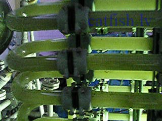 �������� Chlorella vulgaris. ���������� �������� ����. �����